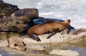 Federal Probe Into Sea Lion Abuse