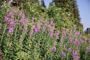 Fireweed Blooms In Teton Pass