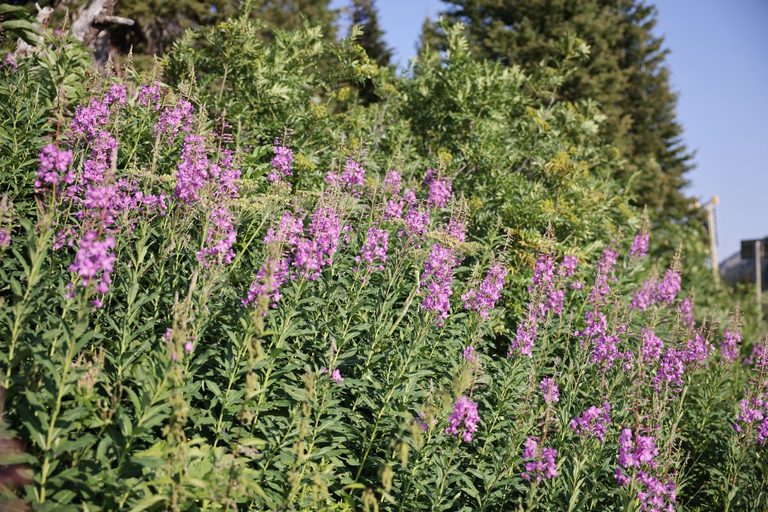 Fireweed Blooms In Teton Pass