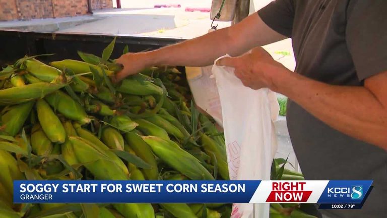 Flooded Fields Impact Iowa Sweet Corn Season