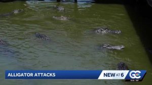 Florida Alligator Attacks Raise Safety Concerns
