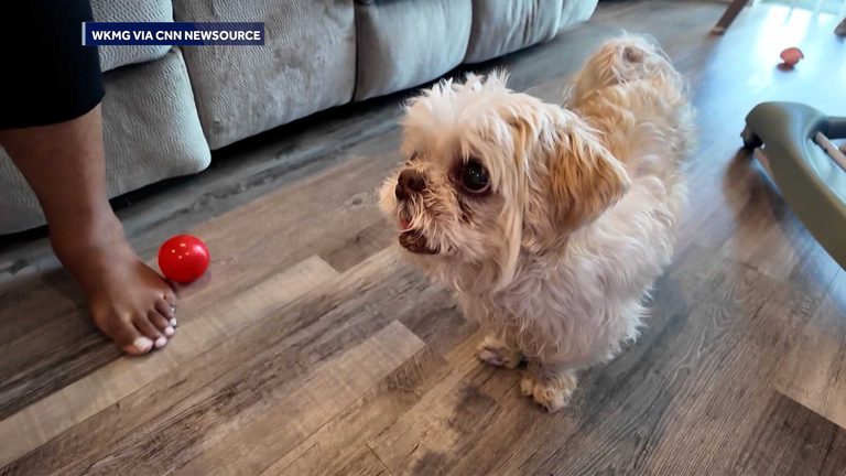 Florida Dog Reunites With Family