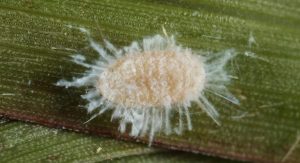 Florida Farmers Battle Invasive Pasture Mealybug