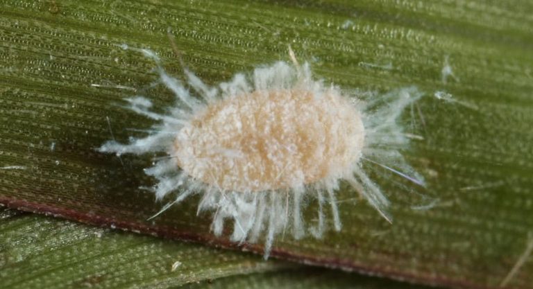 Florida Farmers Battle Invasive Pasture Mealybug