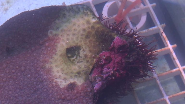Florida Lab Finds Disease Resistant Coral