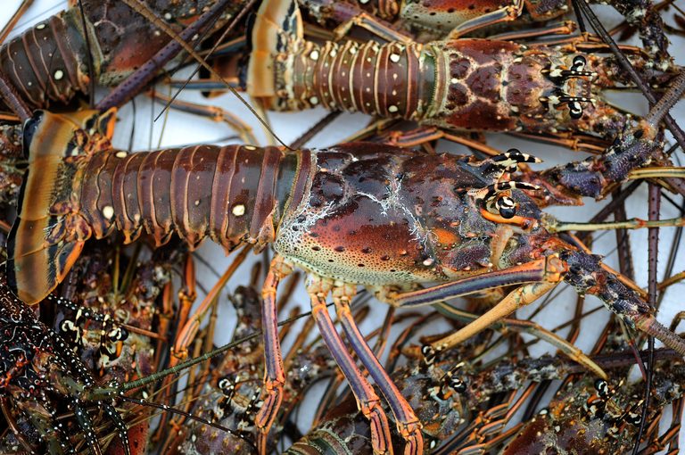 Florida Lobster Mini Season