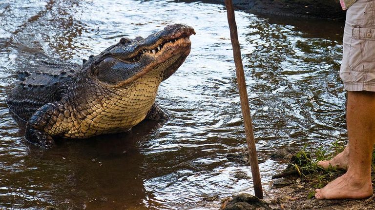 Florida Man Fights Off Alligator