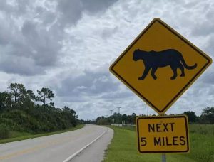Florida Panther Killed By Vehicle