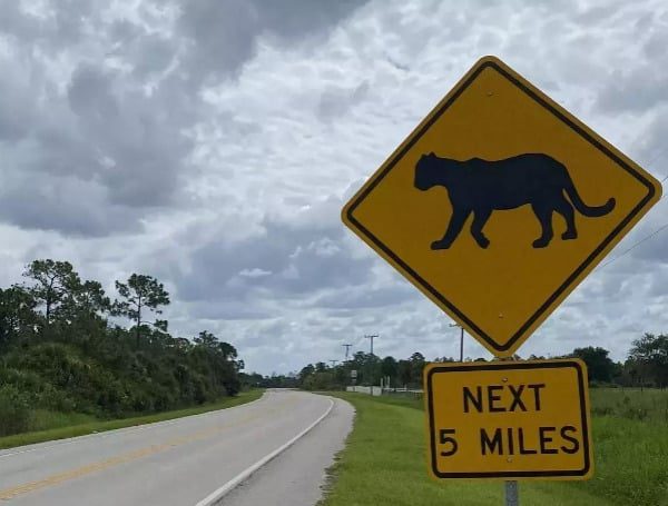 Florida Panther Killed By Vehicle