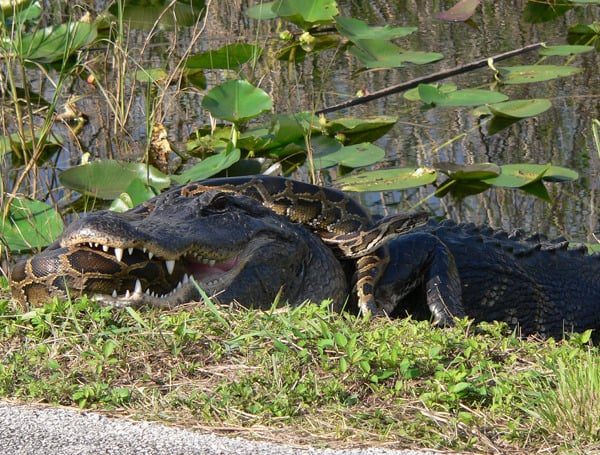 Florida Python Challenge Begins