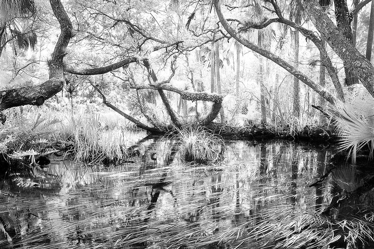 Florida S Chassahowitzka River Faces Environmental Degradation