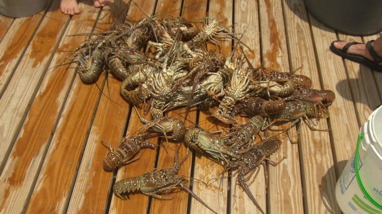 Florida Spiny Lobster Mini Season