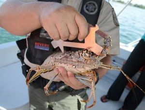 Florida Spiny Lobster Sport Season Begins
