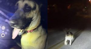 Florida Trooper Rescues Stray German Shepherd