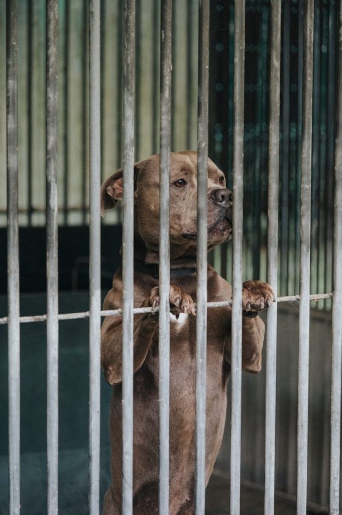 Fort Wayne Animal Shelter Reduces Adoption Fees