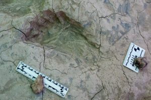 Fossil Footprints Reveal New Insights
