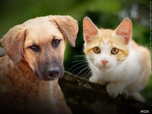Free Spay And Neuter Clinics In Do A Ana County
