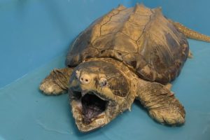 Garden City Warns Of Invasive Snapping Turtles