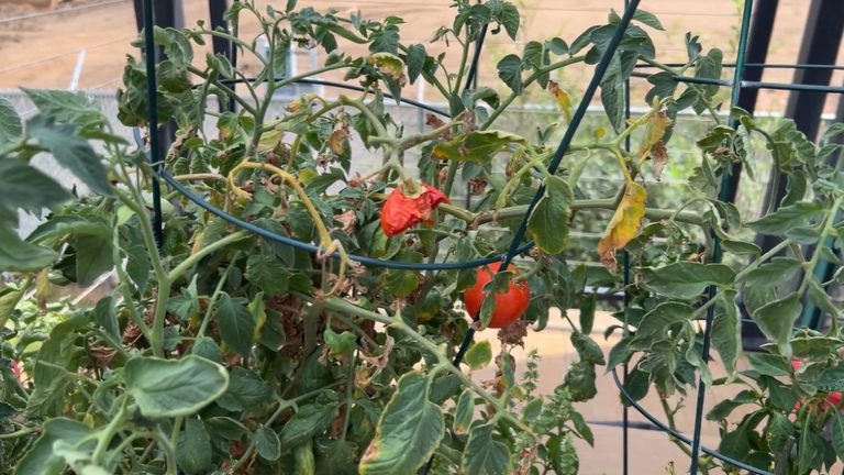 Garden Pest Prevention Tips