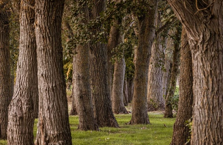 Georgia Conservancy Unveils New Strategic Plan