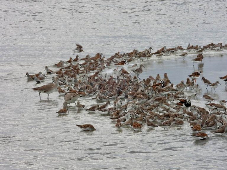 Georgia Seabirds Thrive
