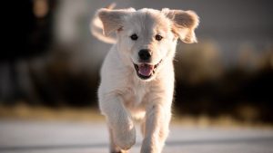 Golden Retriever Ownership