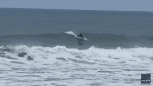 Great White Shark Breaches Near Boogie Boarder