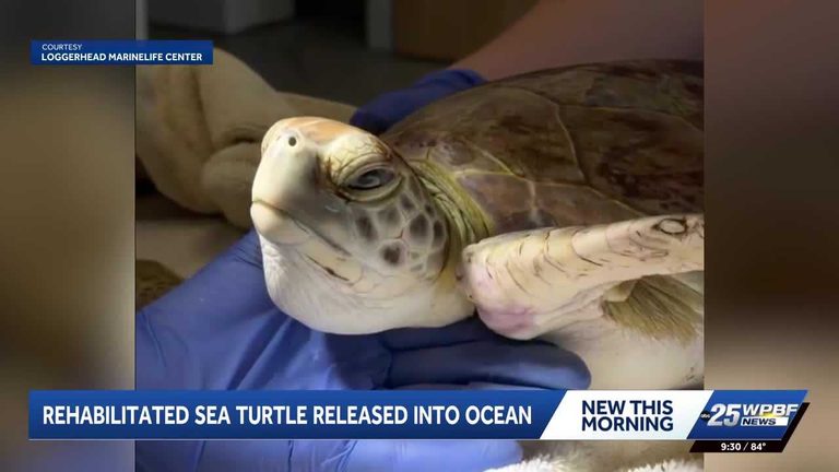 Green Sea Turtle Released In Palm Beach County