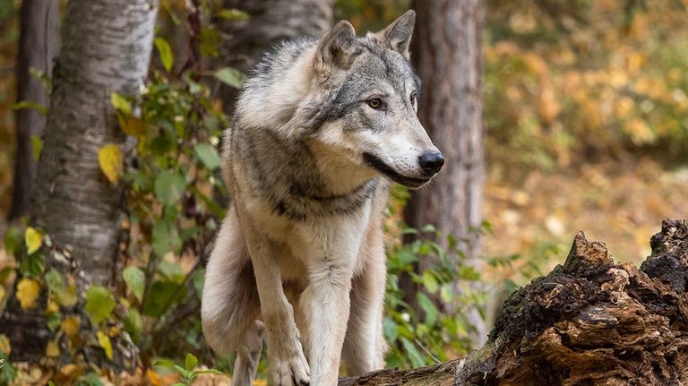 Grizzly Bear Chases Wolf In Yellowstone