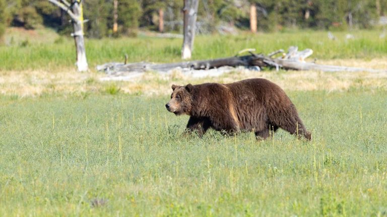 Grizzly Bear Relocated In Wyoming