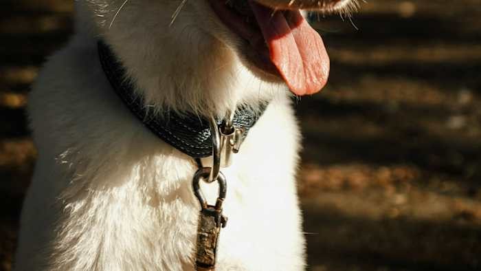 Guadalupe County Animal Shelter Closes Due To Parvovirus Outbreak