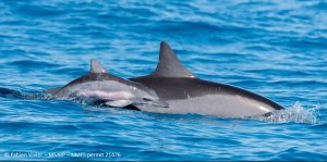 Hawaii Spinner Dolphins Threatened By Tourism