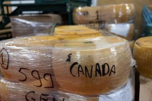 Heatwave Impacts Italy S Parmesan Cheese