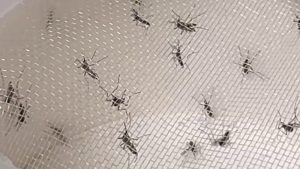 Hillsborough County Mosquito Population Surges