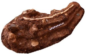 Hobbit Like Humans May Have Scavenged For Food