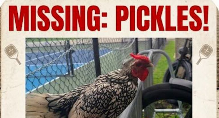 Hollywood Pickleball Community Seeks Missing Mascot