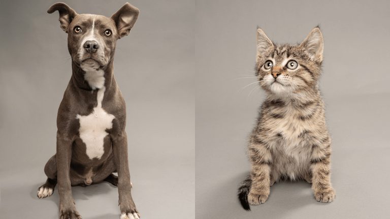 Humane Society Of North Texas Seeks Forever Homes