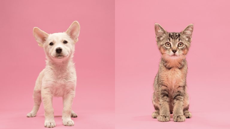 Humane Society Of North Texas Seeks Forever Homes