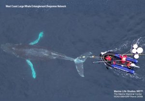 Humpback Whale Freed From Crab Gear