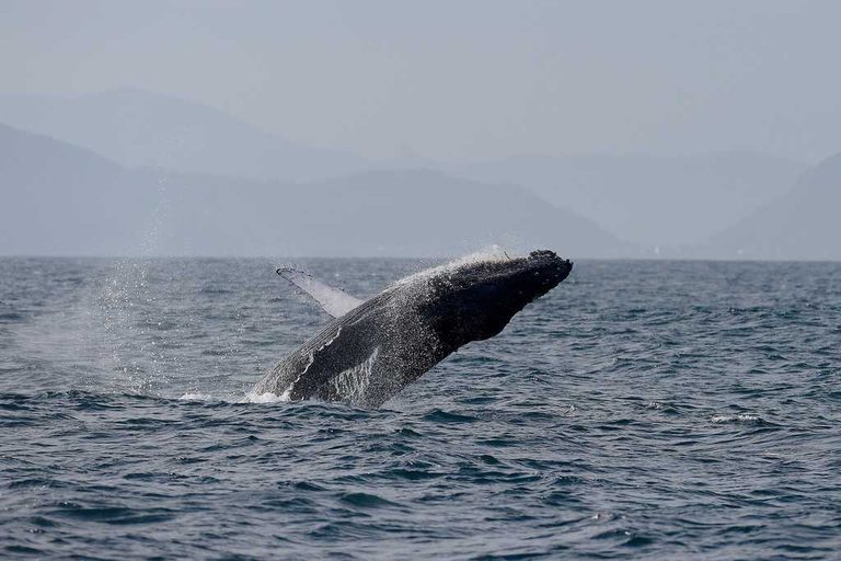 Humpback Whales Surge In Rio
