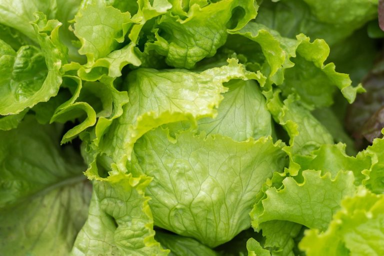 Iceberg Lettuce Recall Hits 27 States