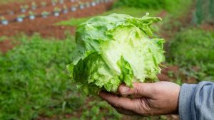 Iceberg Lettuce Supplier Investigated In Cyclosporiasis Outbreak
