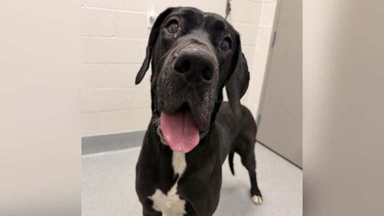Indiana Dog Dies From Heat Stroke