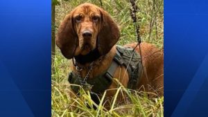 Indiana Sheriff S Office Seeks Help Finding Missing K9