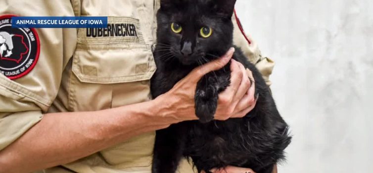 Iowa Animal Rescue League Helps Flood Displaced Pets