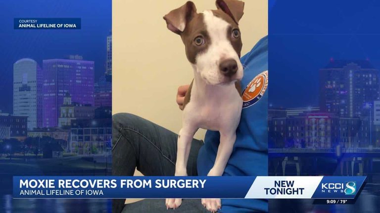 Iowa Puppy Recovering After Heart Surgery