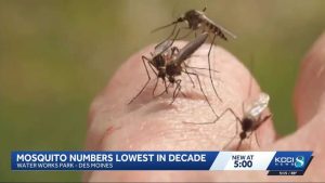 Iowa Sees Lowest Mosquito Numbers In A Decade
