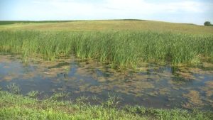 Iowa Water Quality Efforts