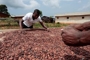 Ivory Coast Cocoa Crop Needs More Sun