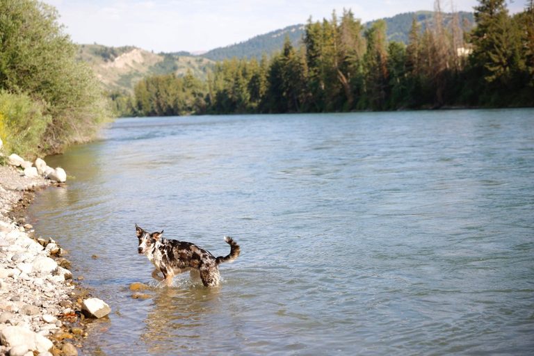 Jackson Hole Seeks Summery Dog Photos